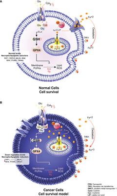 Pharmacological targets for the induction of ferroptosis: Focus on Neuroblastoma and Glioblastoma